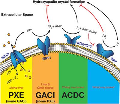 Future treatments for the arteriopathy of ectopic calcification disorders